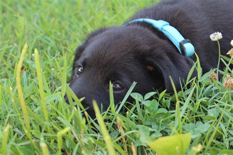 What is a Grass Puppy?