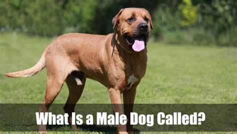 What is a Male Dog Called?