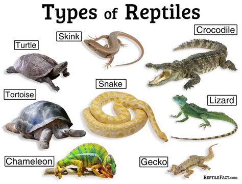What is a Reptile? Science of Living Things Ebook Reader