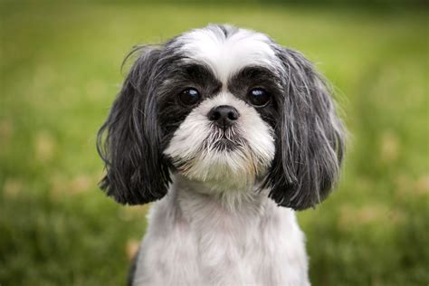 What is a Shih Tzu & King Charles Spaniel Mix?