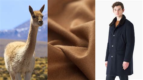 What is a Vicuña Coat?