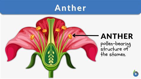 What is an Anther?