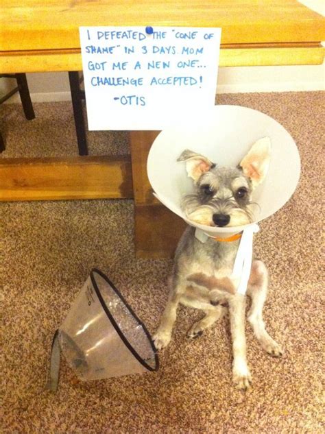 What is the Cone of Shame?