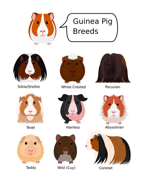 What s My Guinea Pig A Guide to Guinea Pig Breeds PDF