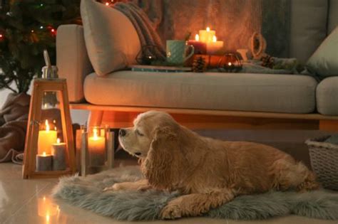 What to Do If Your Dog Ate a Candle