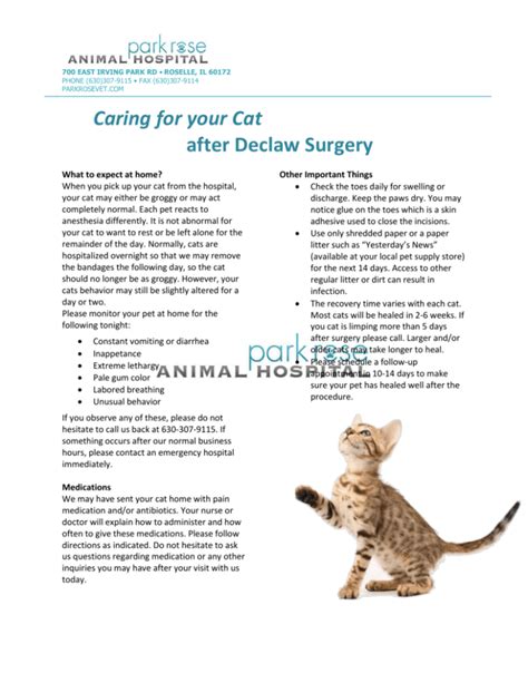 What to Expect During Declawing Surgery