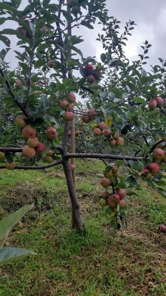 What to Expect at an Orchard