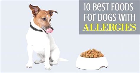 What to Feed Dogs with Itchy Skin: A Comprehensive Guide