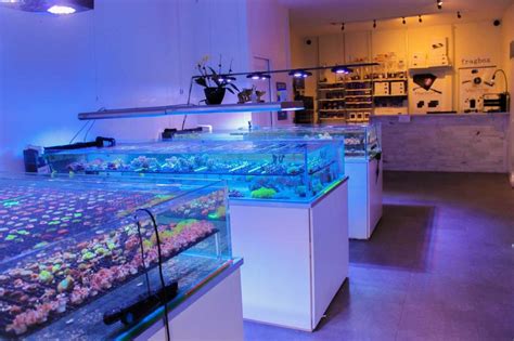 What to Look for in a Saltwater Aquarium Store