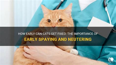 When Can Cats Get Spayed: 5 Crucial Questions Answered