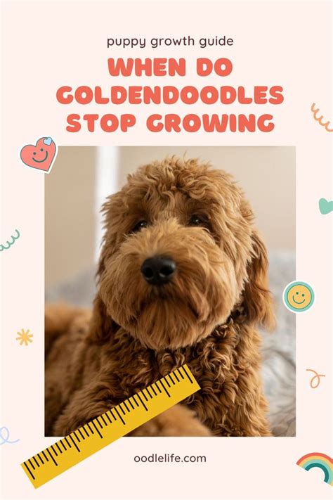 When Do Goldendoodles Stop Growing? A Comprehensive Guide