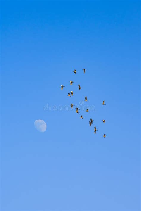 When Geese Circle the Moon Reader