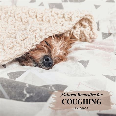 When Your Dog's Got the Sniffles: A Comprehensive Guide to Cold Symptoms in Dogs