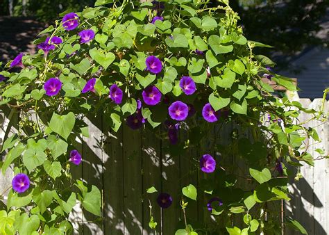 When the Morning Glory Blooms Epub