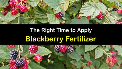 When to Fertilize Blackberries