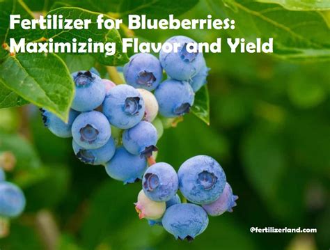 When to Fertilize Blueberries: A Comprehensive Guide to Maximizing Yields and Plant Health