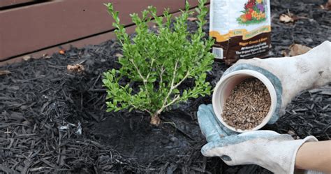 When to Fertilize Boxwoods