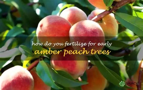 When to Fertilize Peach Trees