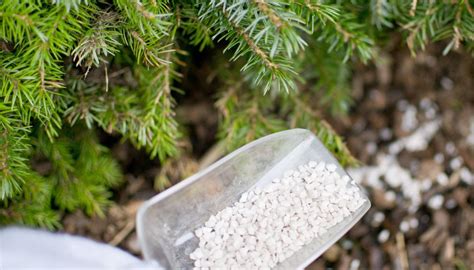 When to Fertilize Pine Trees