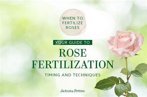 When to Fertilize Roses of Sharon