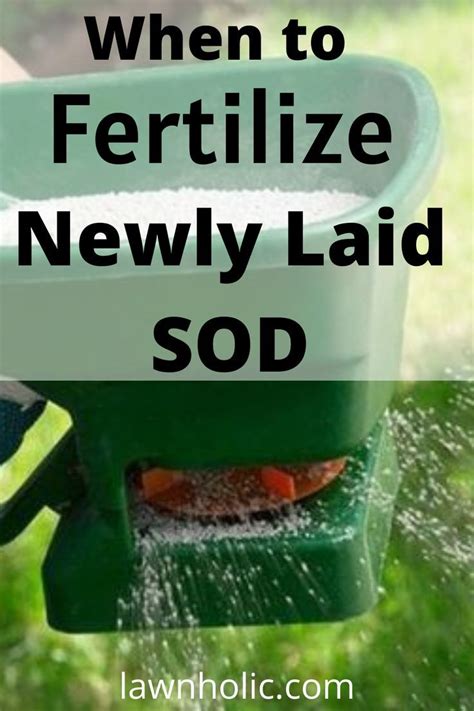 When to Fertilize a Newly Seeded Lawn