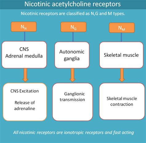 Where Are Nicotinic Receptors Found?