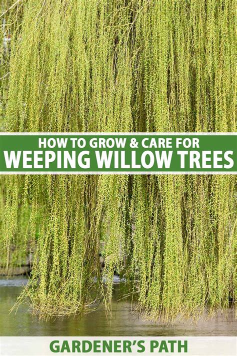 Where Willows Grow Epub