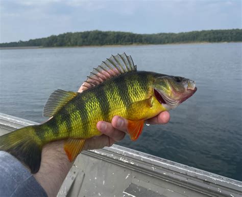 Where and When to Find the Yellow Perch