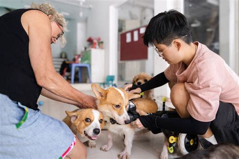 Where to Adopt a Puppy in Singapore: A Comprehensive Guide for 2025