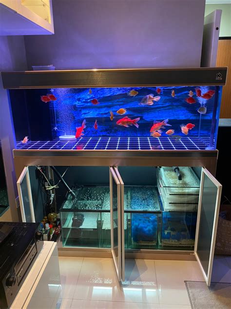 Where to Buy the Perfect Fish Tank in Singapore by 2025: The Ultimate Guide