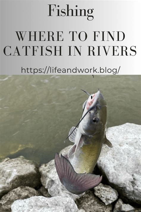 Where to Find Catfish