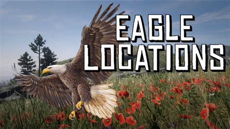 Where to Find Eagles: