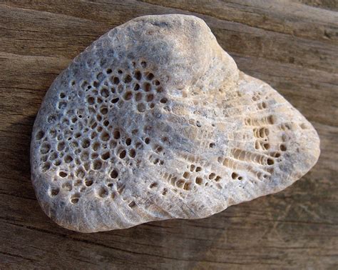 Where to Find Fossilized Coral: