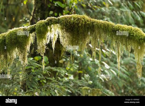 Where to Find Hanging Moss