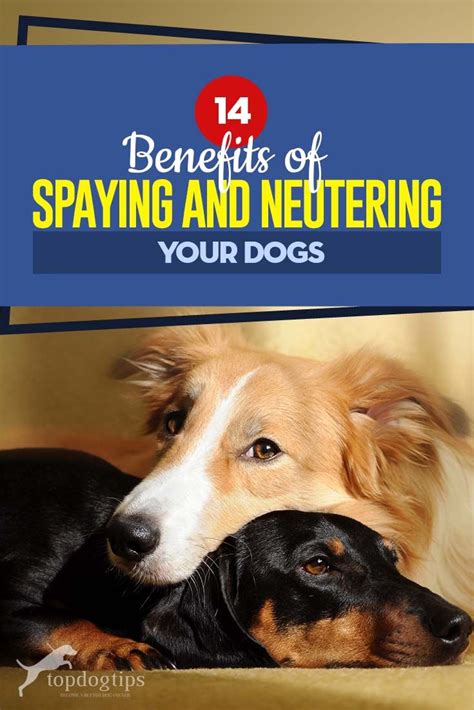 Where to Find Inexpensive Spaying