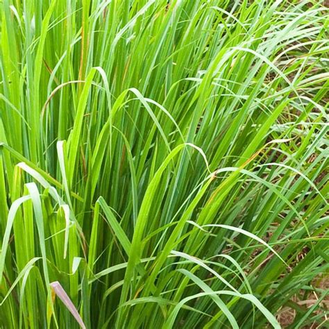 Where to Find Lemongrass Plants Near You