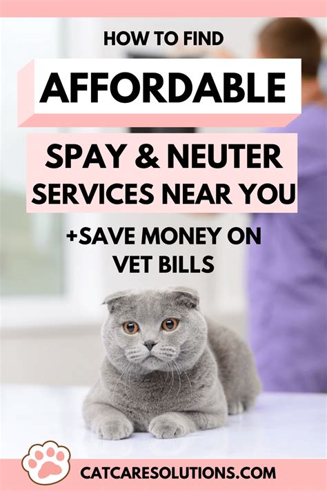 Where to Find Low-Cost Cat Neuter Services