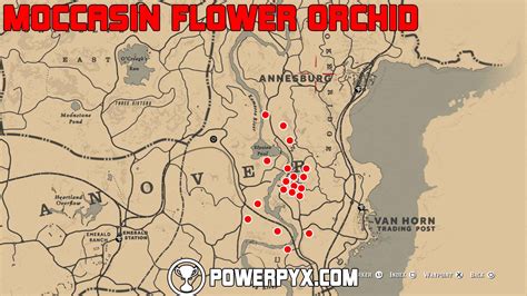 Where to Find Mocassin Flower Orchid RDR2