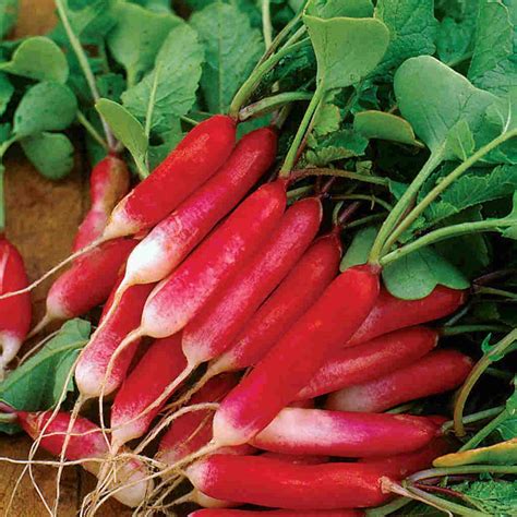 Where to Find Radishes Near Me