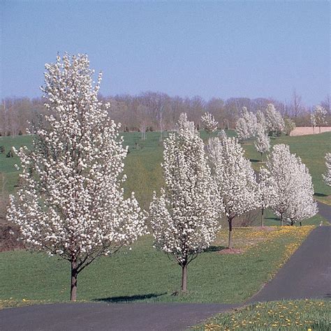 Where to Purchase Bradford Pear Trees Near Me: A Comprehensive Guide