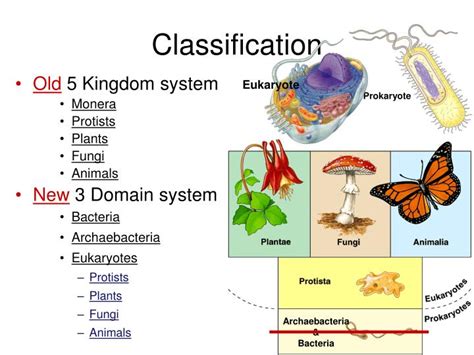 Which Domain Includes Animals and Plants