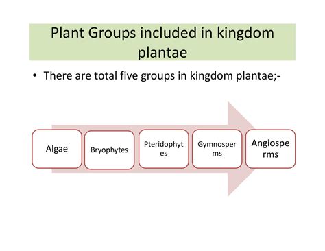 Which Domain is Plantae In: A Comprehensive Guide