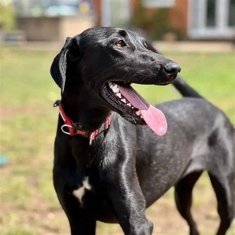 Whippet Lab mix