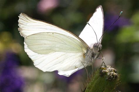 White Butterfly PDF