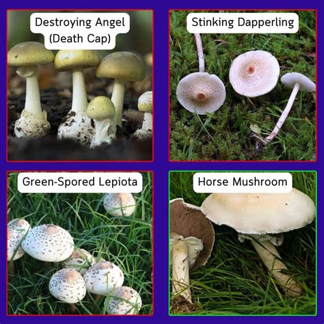 White Mushroom Identification Chart