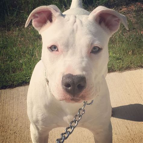 White Pit Terrier