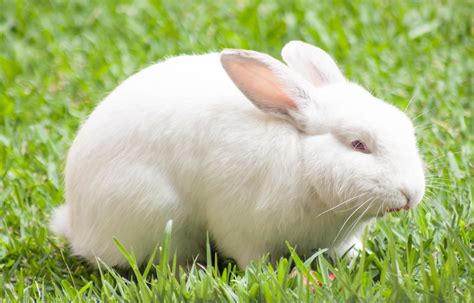 White Rabbit Fur: