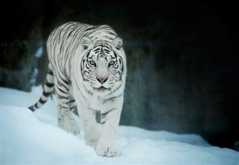 White Tiger on Snow Mountain Stories Kindle Editon