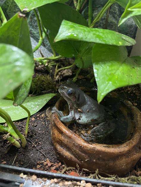 Whites Tree Frog in a 40-Gallon Tank: A Comprehensive Care Guide