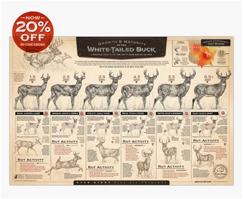 Whitetail Buck Growth Chart